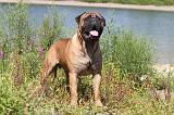 BULLMASTIFF 100